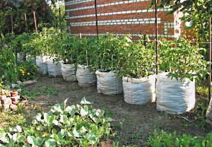 dyrking av agurker i poser