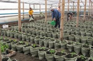 Dyrkning af kimplanter af agurker i poser