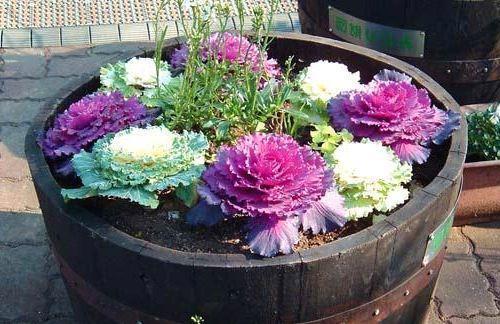 in the photo there is a colorful flowerbed with bright decorative cabbage