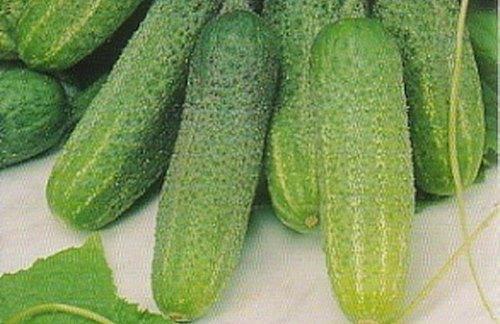 Cucumbers Adam f1 photo