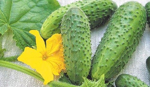 Cucumbers Meringue f1 foto dan keterangan