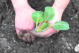 plantant plàntules de col a terra