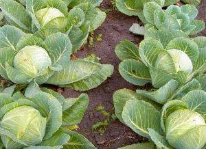 white cabbage in the photo