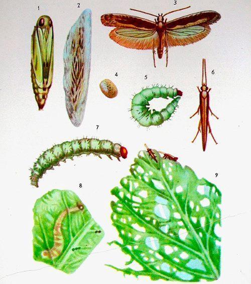 stages of development of cabbage moth in pictures