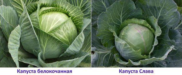 varieties of cabbage for long-term storage