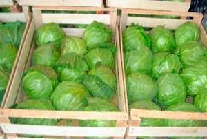 Storing cabbage in boxes