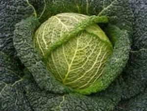 Photo of savoy cabbage