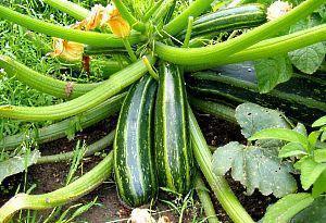 på bilden zucchini som odlas i landet