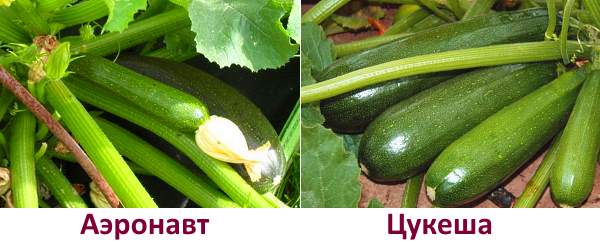In the photo zucchini varieties Aeronaut and Tsukesha
