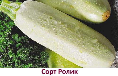 In the photo, zucchini varieties Rolik