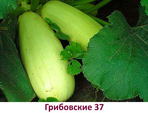 Zucchini varieties Gribovskie 37 - photo