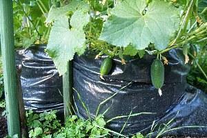 op de foto gekweekte komkommers in zakken