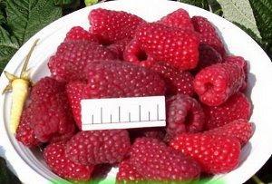 Large variety of raspberries Lashka