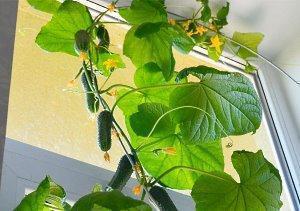 agurker dyrket på vindueskarmen