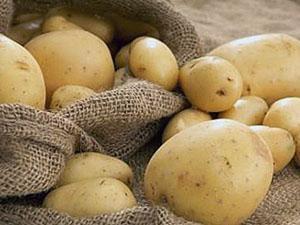 Batatas limpas e não contaminadas