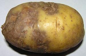 Späte Knollenfäule der Kartoffelknolle