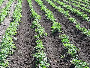 Potato plantation