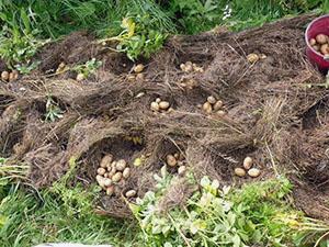Výsadba zemiakov na Urale