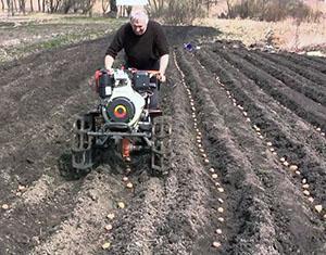 Planter des pommes de terre à l'aide d'équipement de jardin