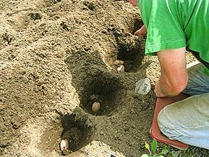 Planter des pommes de terre dans des trous