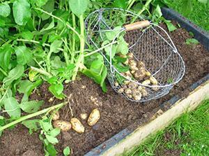 Picking young potatoes in the beds