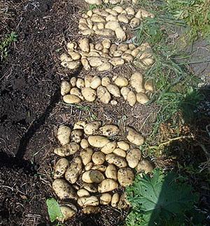 Raccolta delle patate dopo la raccolta