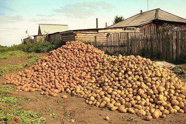 Harvest of potatoes of different varieties