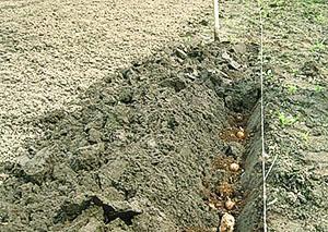 Plantering av potatis under en spade