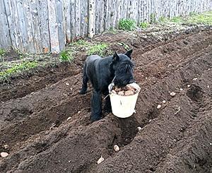 Plantering av potatis i fåror