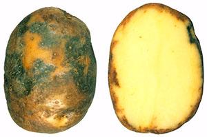 Peronospora della patata