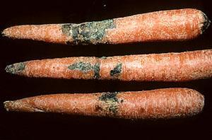 Phomosis porkkanat