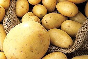 Aukštos kokybės bulvių derlius