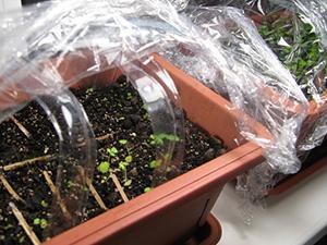 Jahody zo semien v skleníku