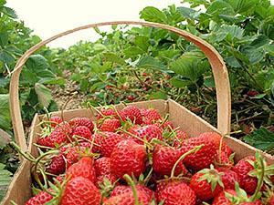 jordgubbar i lådor