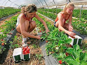 Strawberries in the greenhouses of Siberia
