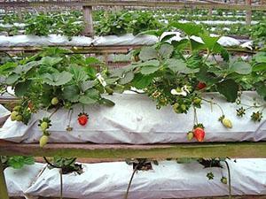 Strawberries in the greenhouse