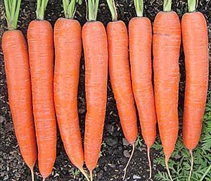 Големи моркови