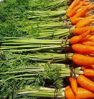Les meilleures variétés de carottes à offrir