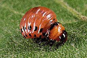 Colorado beetle ng patatas