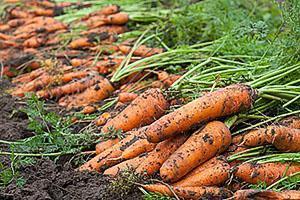 Carrots grown in the garden