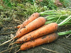 Carrots grown in Siberia