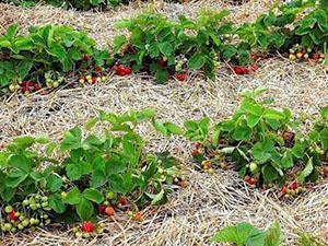 Open cultivation of strawberries