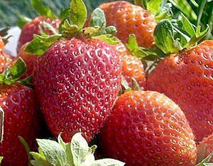 Fructe de căpșuni de coroană