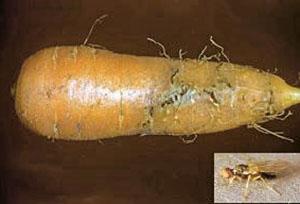 Vegetal afectado por mosca de zanahoria