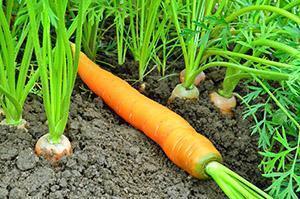 Piantare carote nel paese