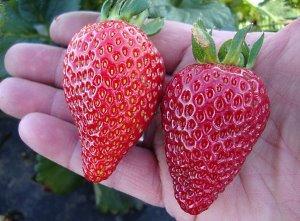 strawberi besar di telapak tangan anda