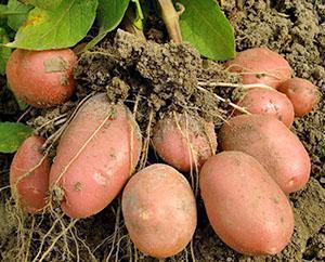 Harvesting early potatoes