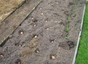 Schema di piantagione di patate