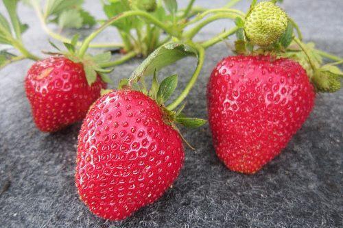 kvist jordgubbar