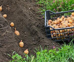 Plantarea de tranșee a cartofilor